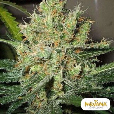 Pure Power Plant regular planta de marihuana