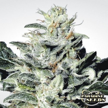 Sensi Star planta de marihuana