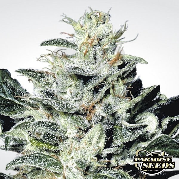 Sensi Star planta de marihuana