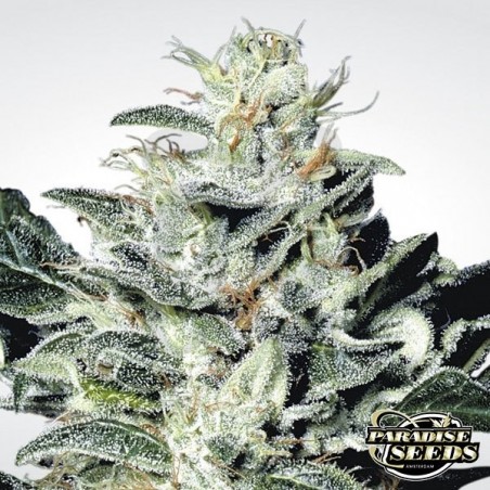 Sensi Star planta de marihuana Sensi Star planta de marihuana