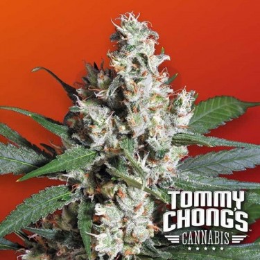 L.A. Amnesia planta de marihuana