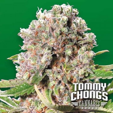 Mendocino Skunk planta de marihuana