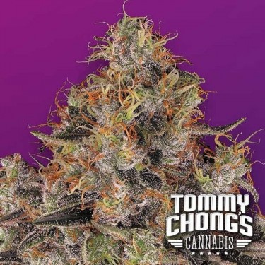 Blue Kush Berry de Paradise Seeds feminizada - Grow Barato