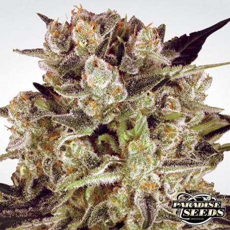 Durga Mata II CBD planta de marihuana Durga Mata II CBD planta de marihuana