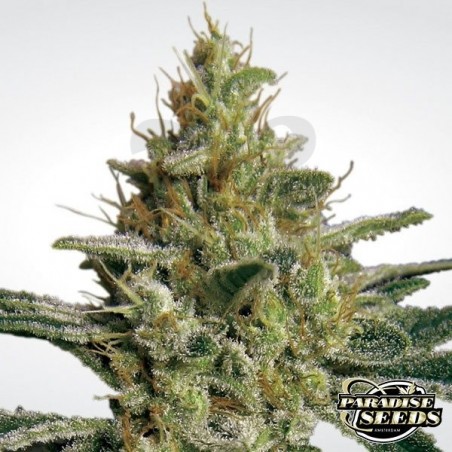 Allkush planta de marihuana Allkush planta de marihuana