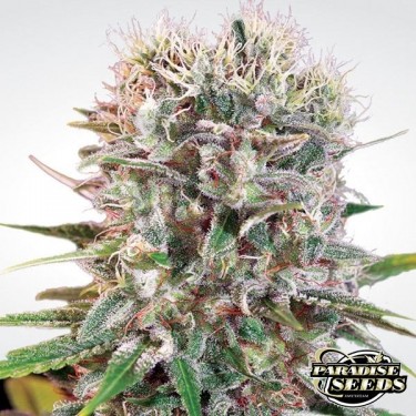 Wappa planta de marihuana