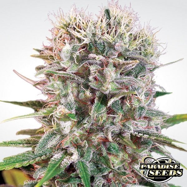 Wappa planta de marihuana