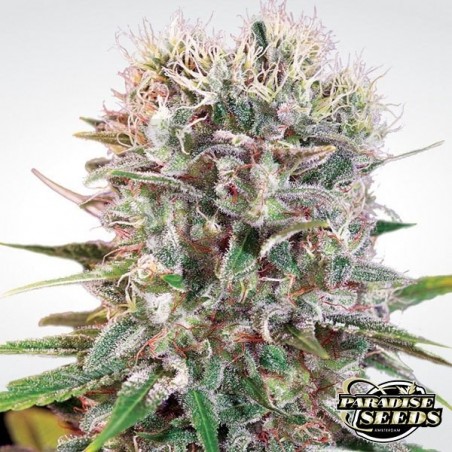 Wappa planta de marihuana Wappa planta de marihuana