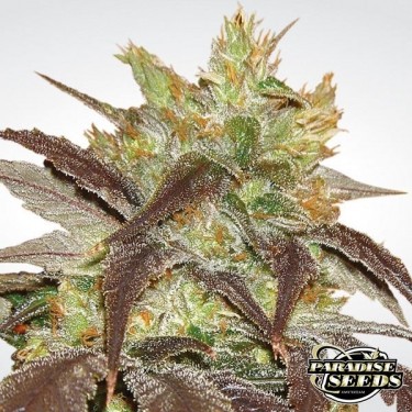 Spoetnik 1 planta de marihuana