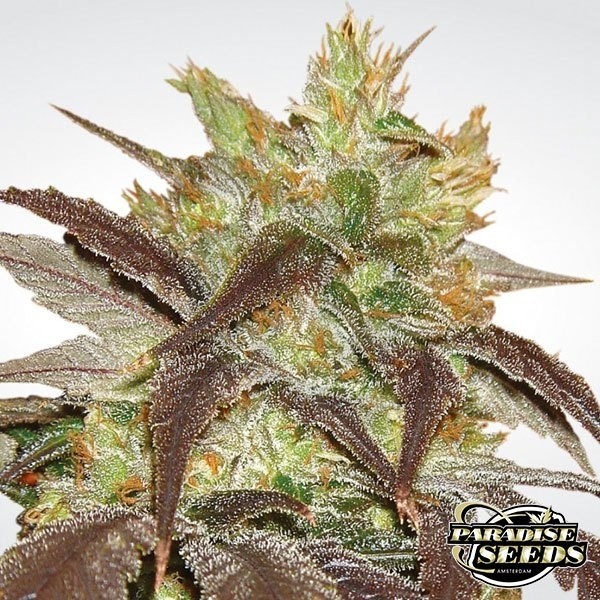 Spoetnik 1 planta de marihuana