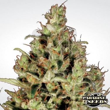 Delahaze de Paradise Seeds feminizada - Grow Barato