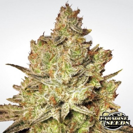 Jacky White planta de marihuana Jacky White planta de marihuana