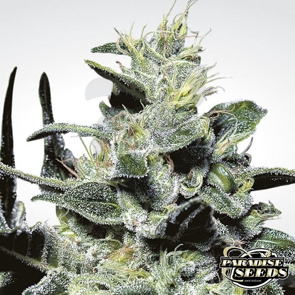 Nebula cannabis plant