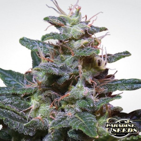 Sweet Purple planta de marihuana Sweet Purple planta de marihuana