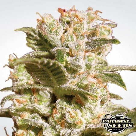 Belladonna planta de marihuana Belladonna planta de marihuana