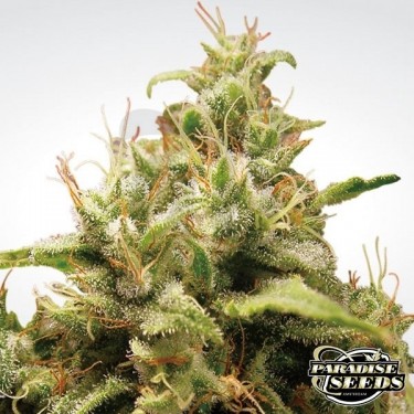 Opium planta de marihuana