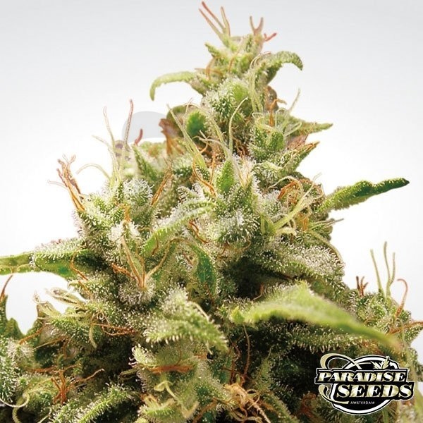 Opium planta de marihuana