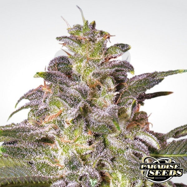 Magic Bud Plante de cannabis