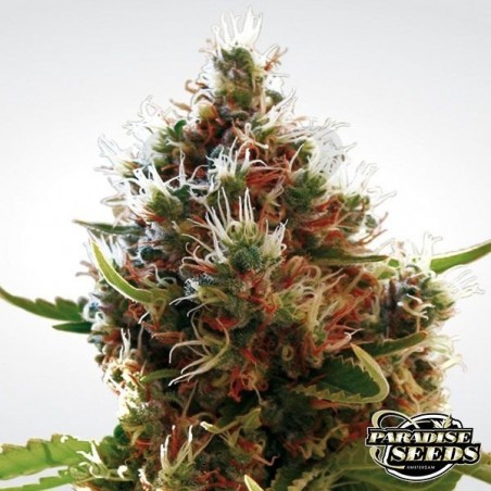 Lucid Bolt planta de marihuana Lucid Bolt planta de marihuana