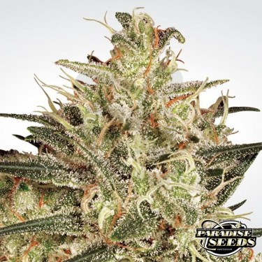 Atomical Haze planta de marihuana
