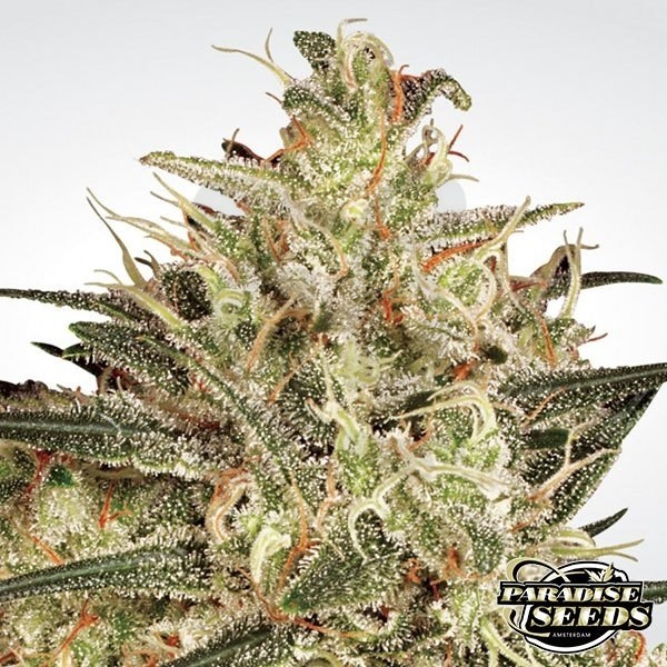 Atomical Haze planta de marihuana