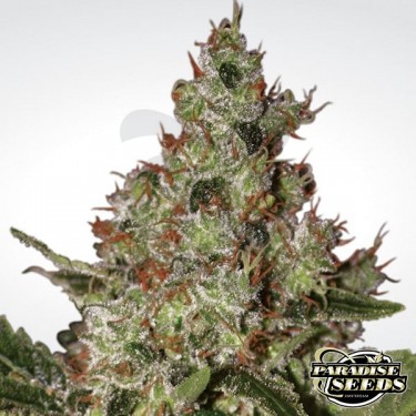 Acid planta de marihuana