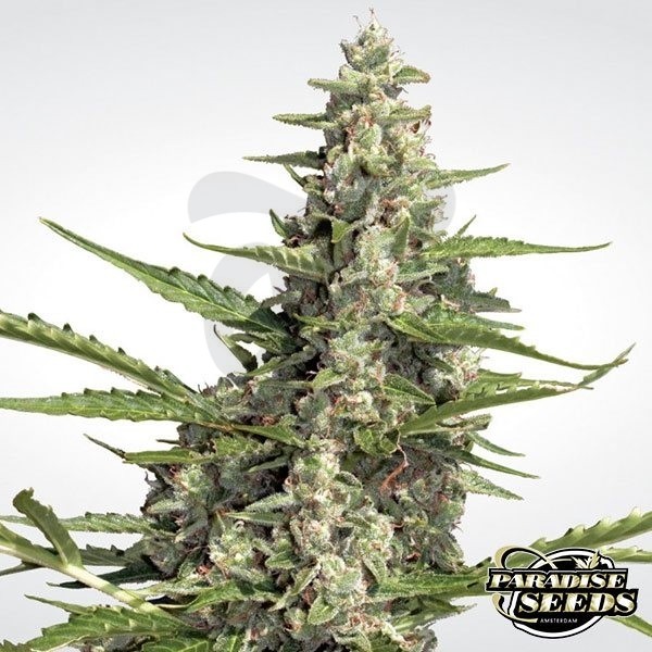 Pandora Auto cannabis plant