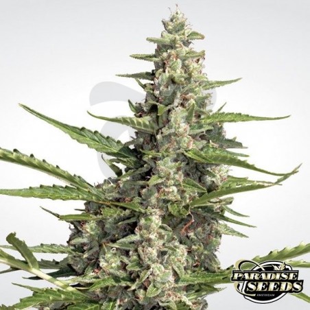 Pandora Auto de Paradise Seeds automática - Grow Barato Pandora Auto de Paradise Seeds automática - Grow Barato