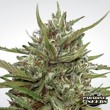 Auto White Berry de Paradise Seeds automática - Grow Barato