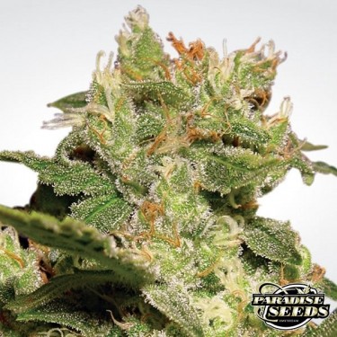 Auto Jack de Paradise Seeds automática - Grow Barato