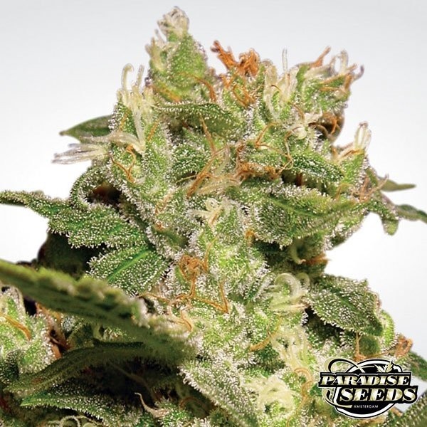 Auto Jack de Paradise Seeds automática - Grow Barato