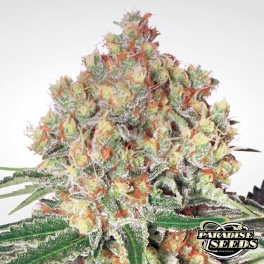 Auto Wappa de Paradise Seeds automática - Grow Barato