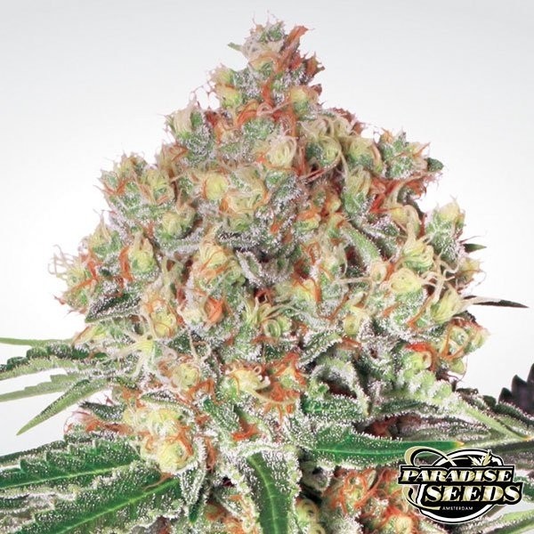 Auto Wappa de Paradise Seeds automática - Grow Barato