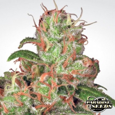 Auto Acid de Paradise Seeds automática - Grow Barato