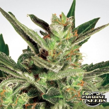 Automaria 2 de Paradise Seeds automática - Grow Barato