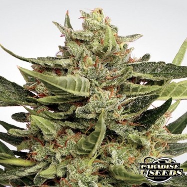 Vertigo Auto de Paradise Seeds automática - Grow Barato