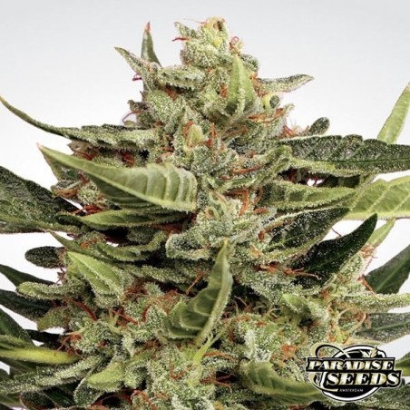 Vertigo Auto de Paradise Seeds automática - Grow Barato Vertigo Auto de Paradise Seeds automática - Grow Barato