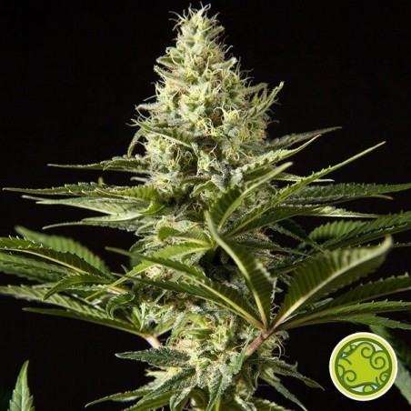 Black Bomb cannabis plant Black Bomb cannabis plant