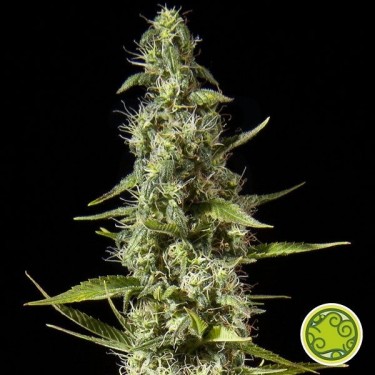 Early Maroc cannabis plant