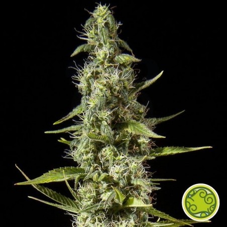 Early Maroc cannabis plant Early Maroc cannabis plant