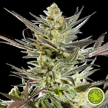 Fruity Jack cannabis plant