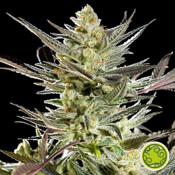 Fruity Jack cannabis plant