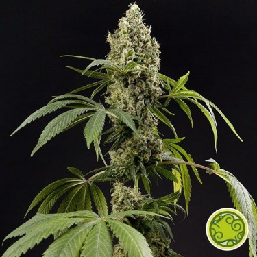 Plante de marijuana Guava Berry Kush