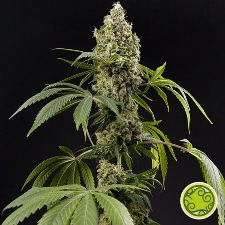 Guava Berry Kush cannabis plant Guava Berry Kush cannabis plant