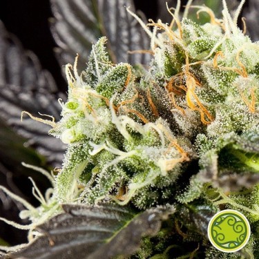 Heaven's Fruit cannabis plant