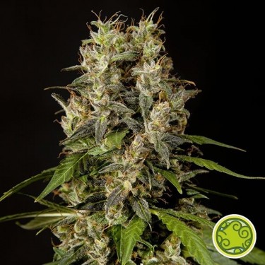Sweet Love planta de marihuana