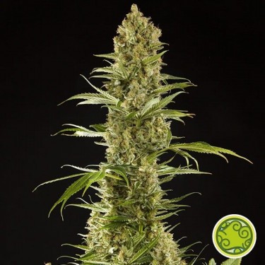 Sugar Pop marijuana plant