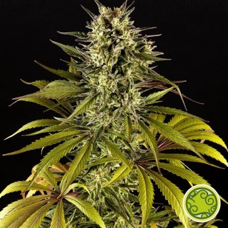 Spicy CBD marijuana plant Spicy CBD marijuana plant