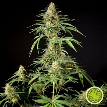 Philo Skunk - Gokunk cannabis plant