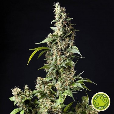 Orange Candy - Naranchup marijuana plant